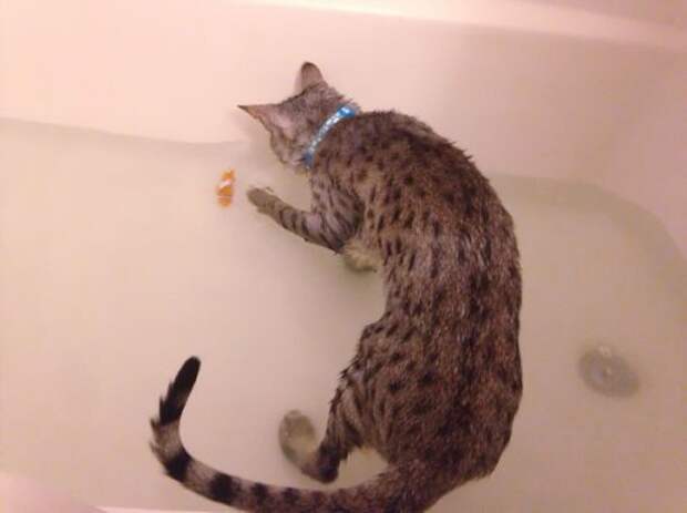 Неправильные коты  вода, кот