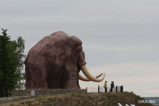 На озере в ЯНАО нашли останки мамонта