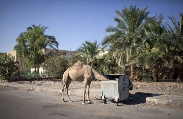 Курорты Египта без наших туристов Курорты Египта без наших туристов