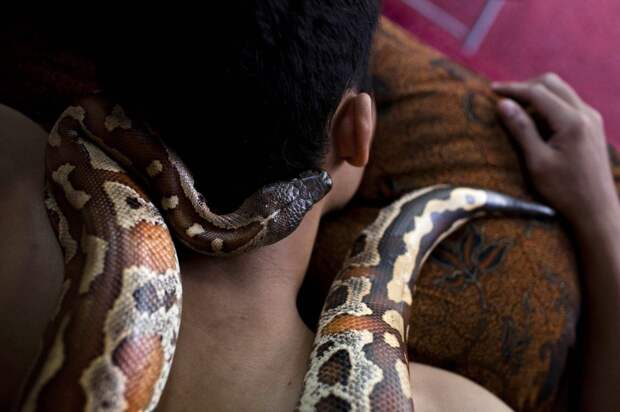 Змеиный массаж. Экстремальная бьюти-процедура из Индонезии