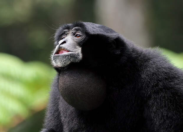 Первый случай заболевания оспой обезьян зарегистрировали в России