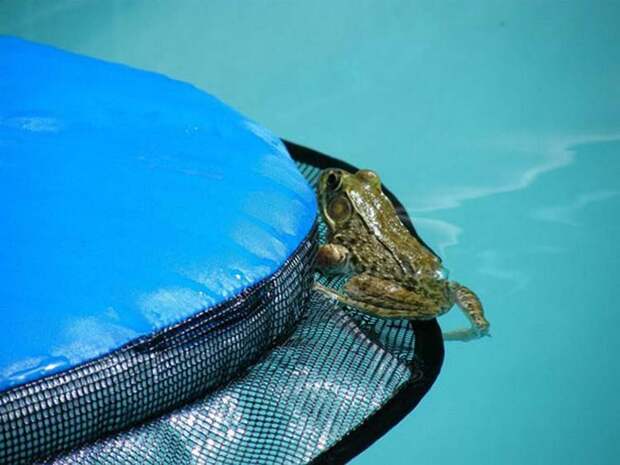 Это изобретение спасает жизнь мелким животным, упавшим в бассейн