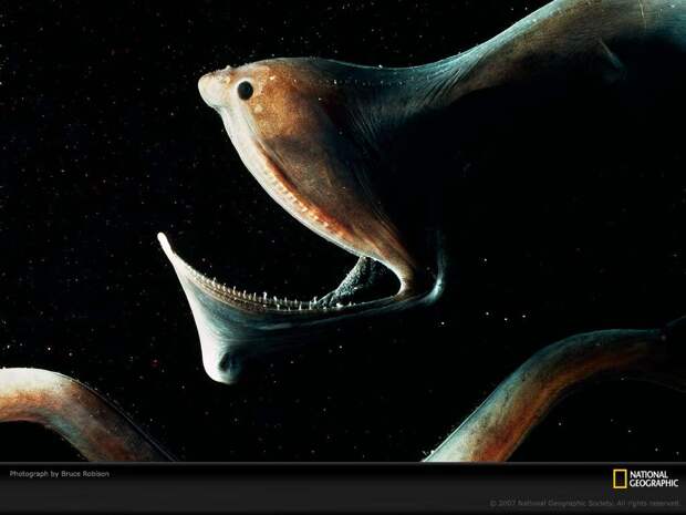 Самые страшные морские создания-15