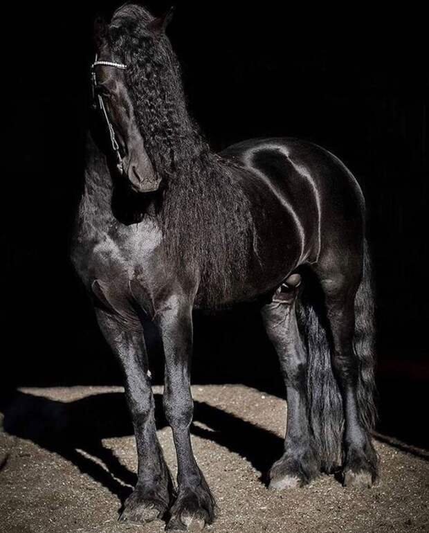 15 впечатляюще красивых фото лошадей, вызывающих неподдельный восторг