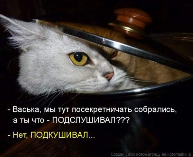 Кошкоматрицы.