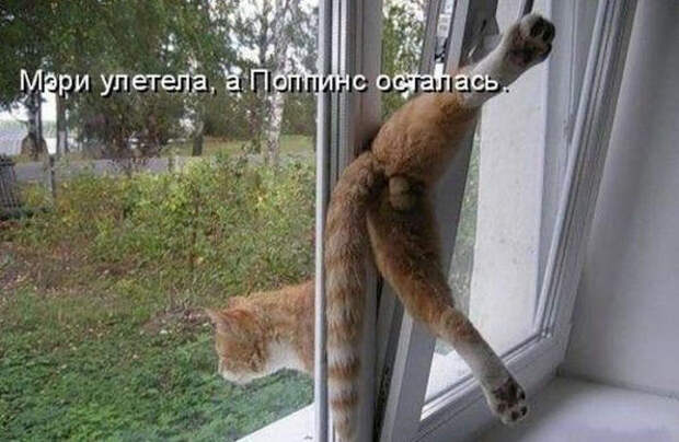 Смешные животные из КотоМатрицы (49 шт.) Смешные животные из КотоМатрицы (49 шт.)