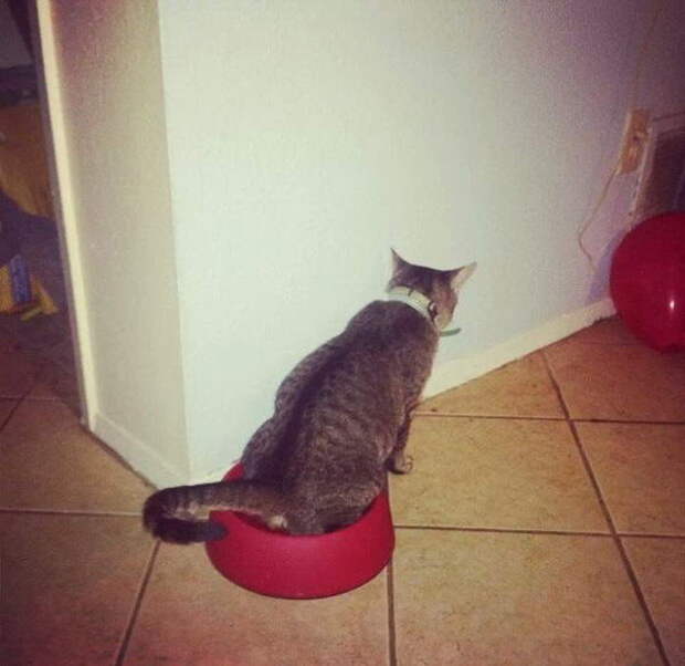 Приколы с котами. часть 12 (29 фото)