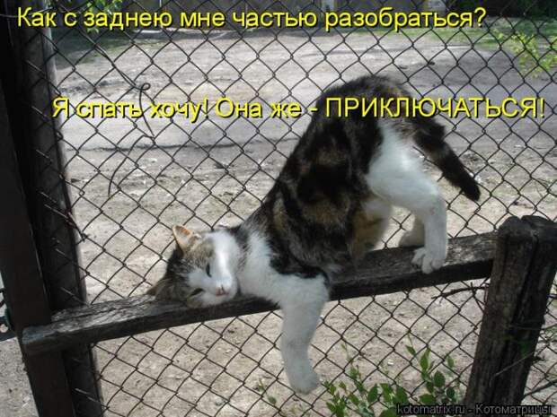 Лучшие котоматрицы недели (50 фото)