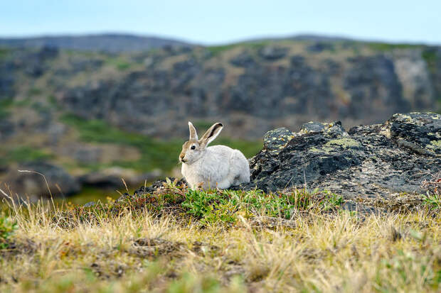 Bunny Watching Rabbit Arctic Circle Trail