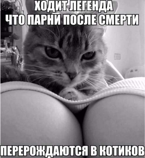 Прикольные фотомемы (36 шт)
