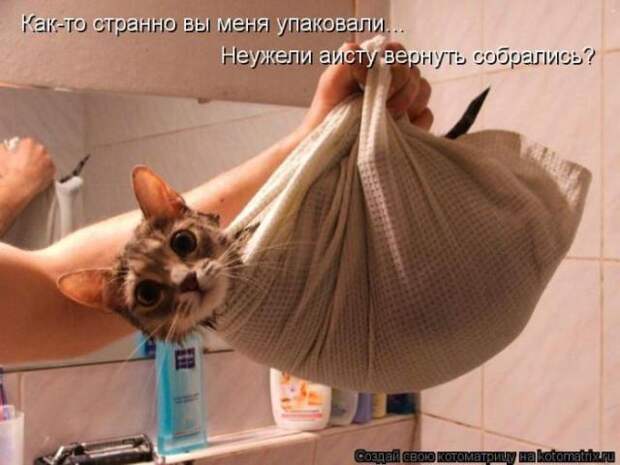 котоматрицы (50 фото) котоматрицы (50 фото)