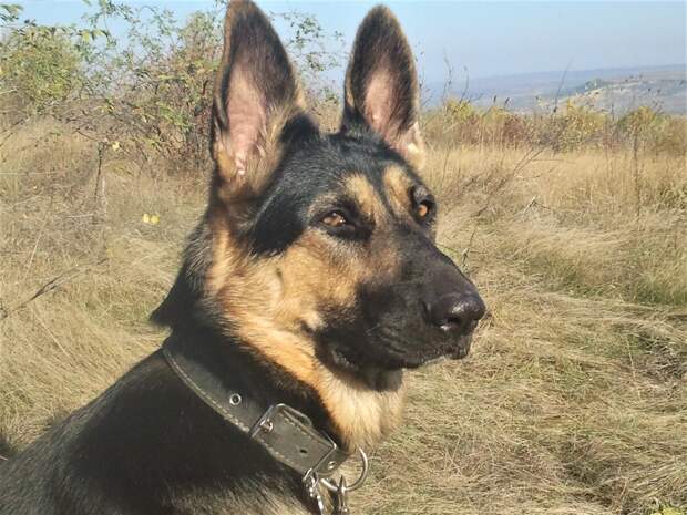 Кейси 1 год