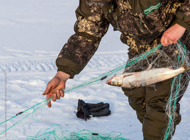 Борьба с браконьерами на Байкале байкал, борьба, браконьеры