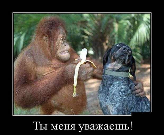 Демотиваторы Демотиваторы