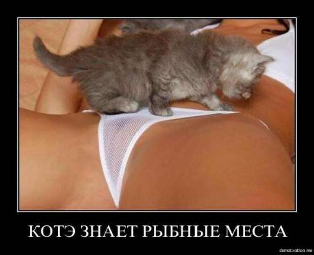 Демотиваторы про котэ и не только.