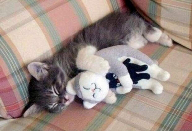 животные которые готовы к зиме 