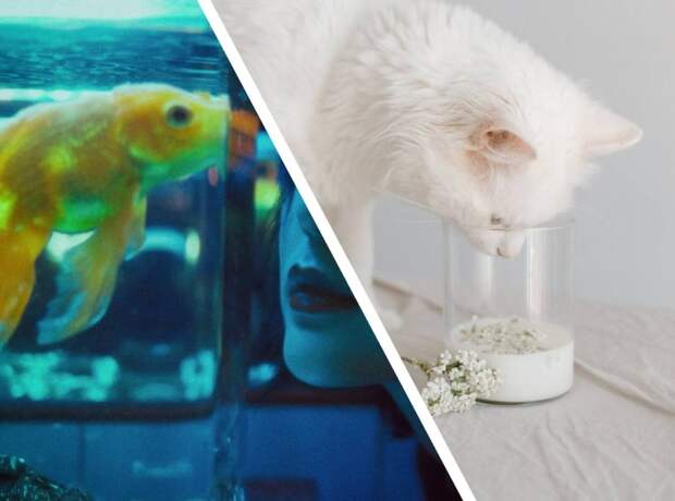 Мужчина сделал аквариум специально для своего кота и удивил весь интернет