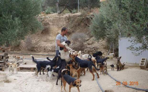 Греческий стоматолог посвятил себя спасению собак греция, добро, животные, люди