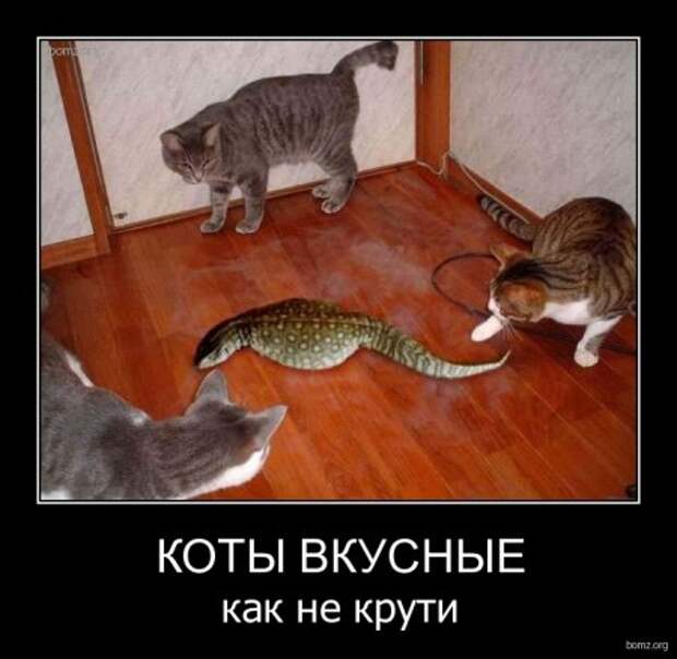Демотиваторы ржачные.