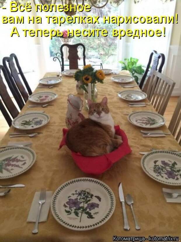 Котоматрица недели (31 фото)