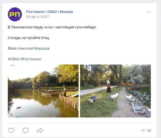 Фото дня: гуси-лебеди в Леоновском пруду