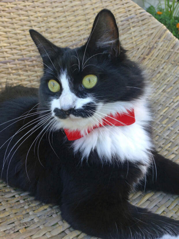 Кошка