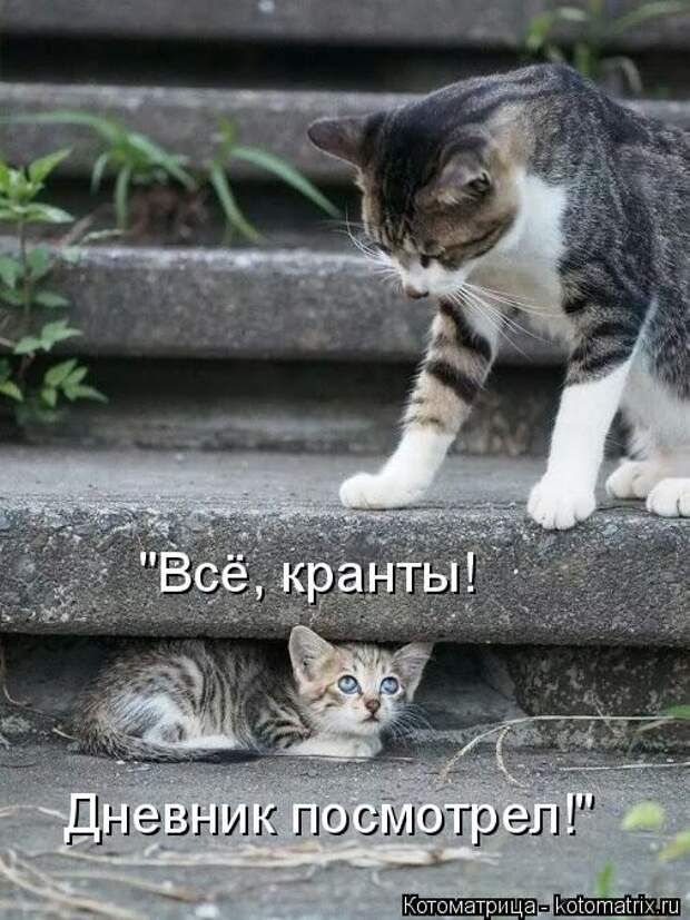 Котоматрицы(картинки с надписями)