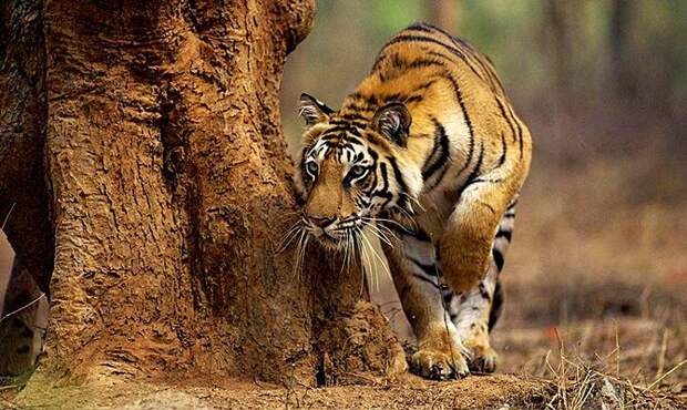 тигр охотиться, тигр нападает - Интересные факты о тиграх