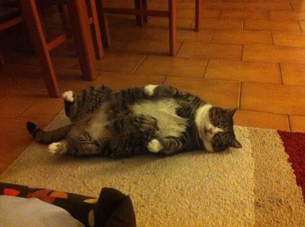 Коты и кошки, которые могут заснуть где угодно