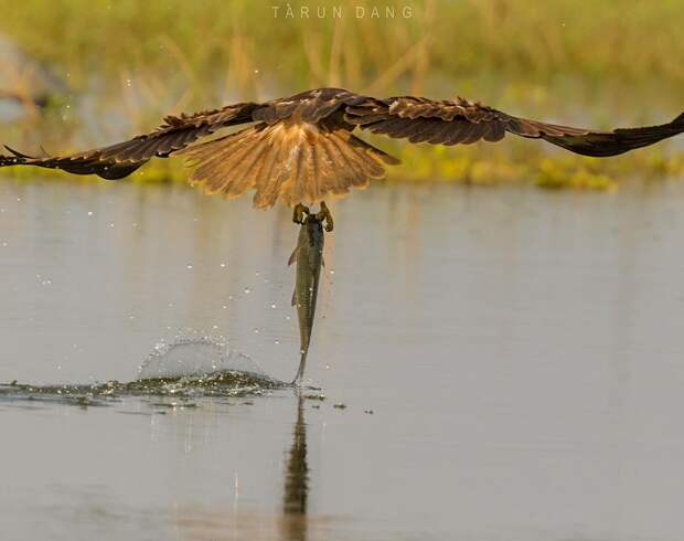 Красивые фотографии птиц от Таруна Данга