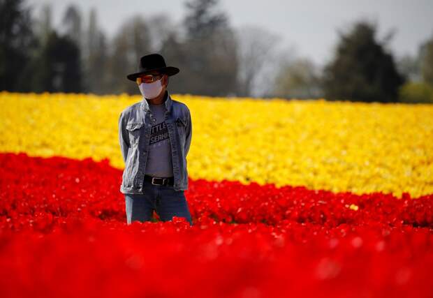 Фестиваль цветущих тюльпанов Skagit Valley Tulip Festival в Вашингтоне