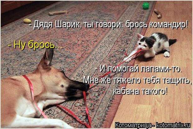Лучшие котоматрицы недели (50 фото)