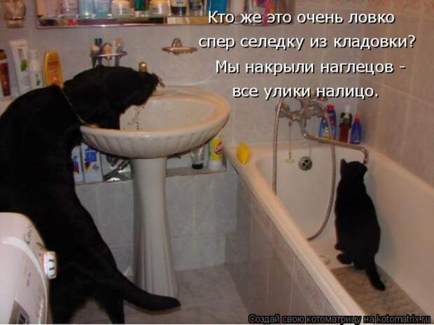Лучшие котоматрицы недели (50 фото)