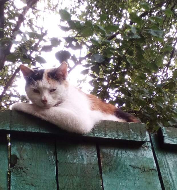 Немного котиков животные, коты, фото