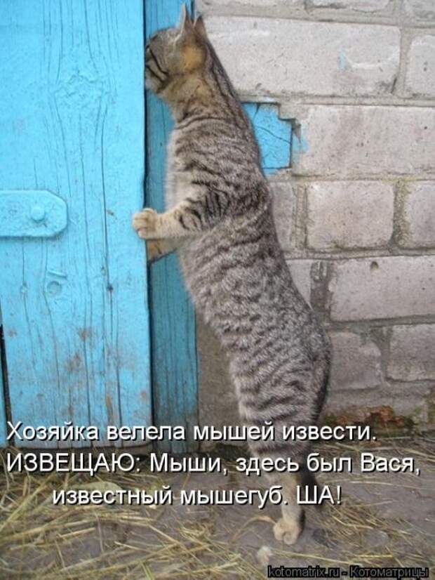 Котоматрицы (картинки с надписями)