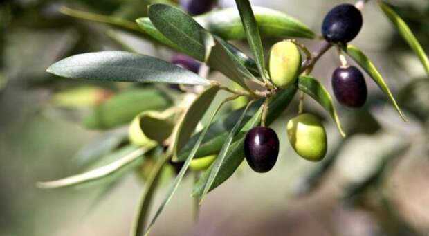оливки и маслины на ветке