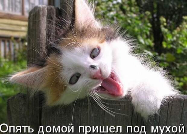 Котоматрица 14
