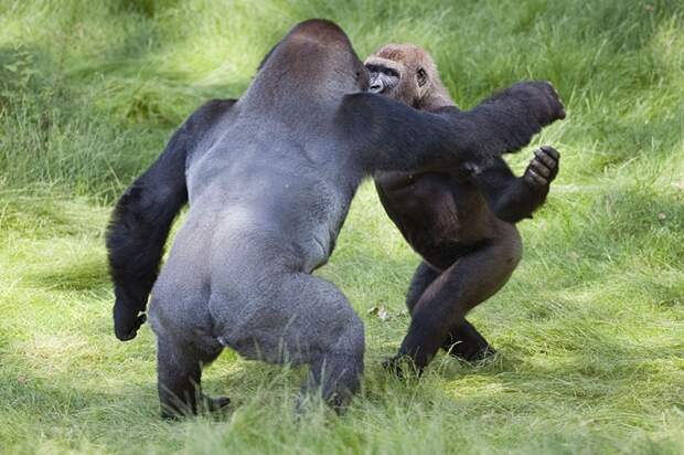 Трогательная встреча двух братьев-горилл после долгой разлуки