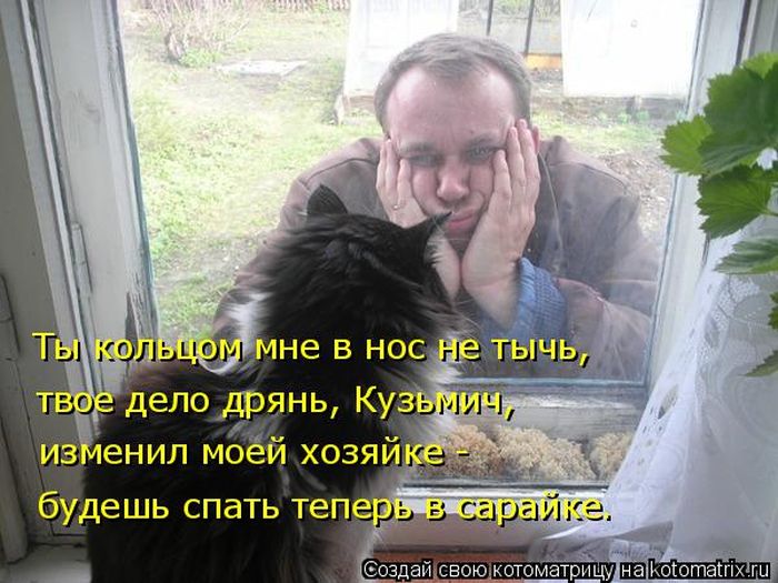 Лучшие котоматрицы недели (50 фото)