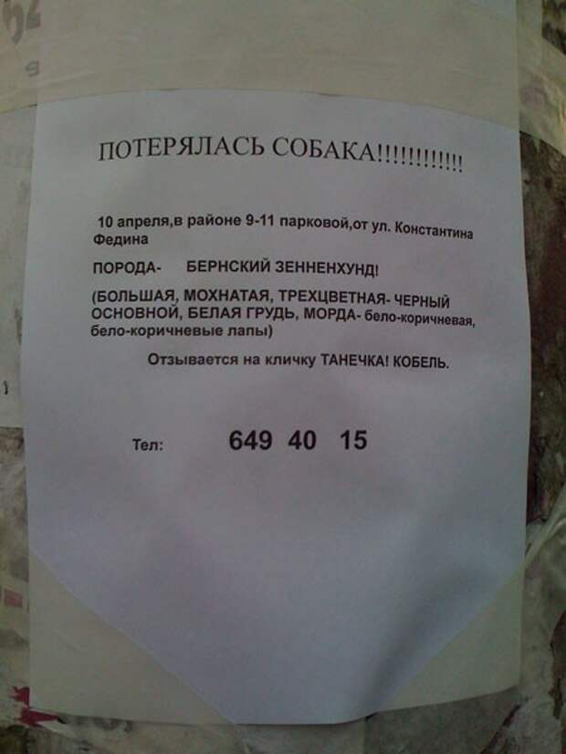 Забавные объявления о пропаже домашних животных (25 фото) 