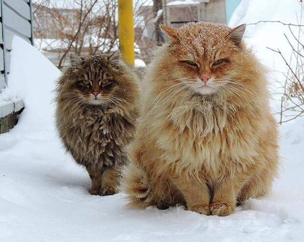 самая большая кошка