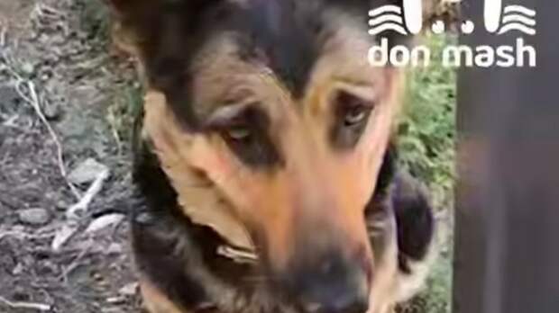 Собаки умершей россиянки скорбно воют под звон колоколов и круглосуточно мучают соседей