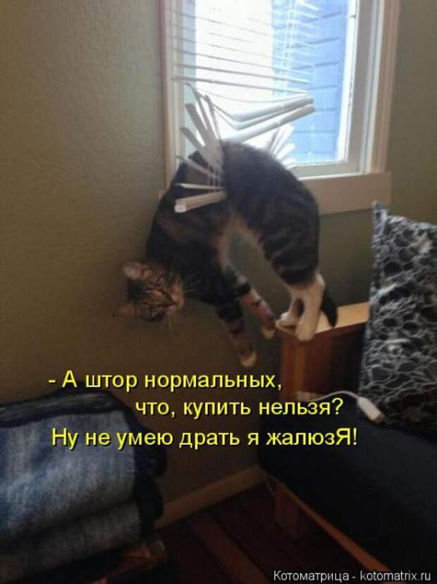 Котоматрицы (картинки с надписями)