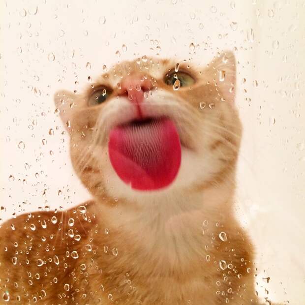 25 милых животных, которые лижут окна
