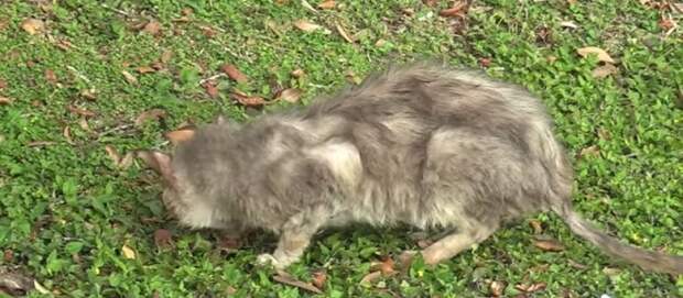 Кот на улице Серый кот