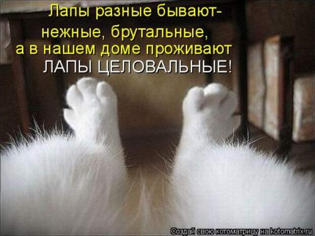 Новая котоматрица (32 фото)