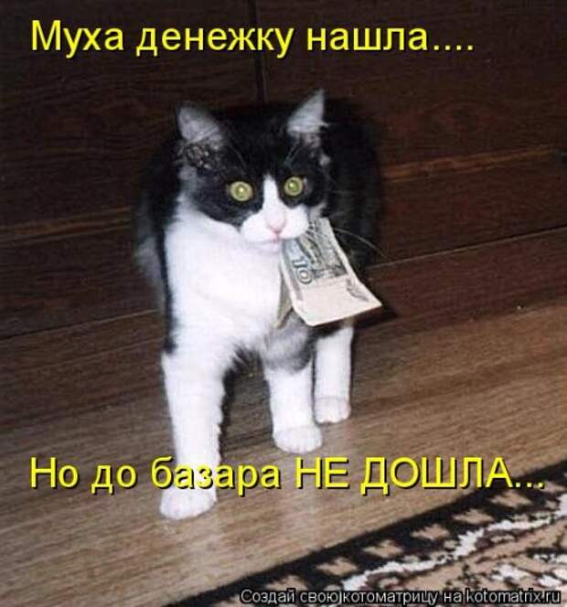 Новая котоматрица на Бугаге (39 фото)