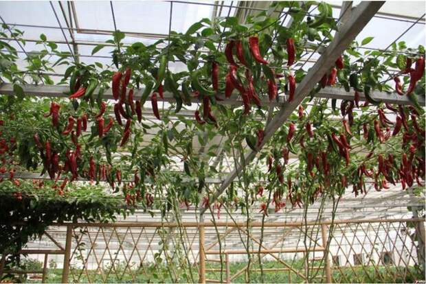 2015-promotion-sale-paprika-perennial-vegetables-and-fruit-font-b-pepper-b-font-font-b-tree (700x468, 150Kb)