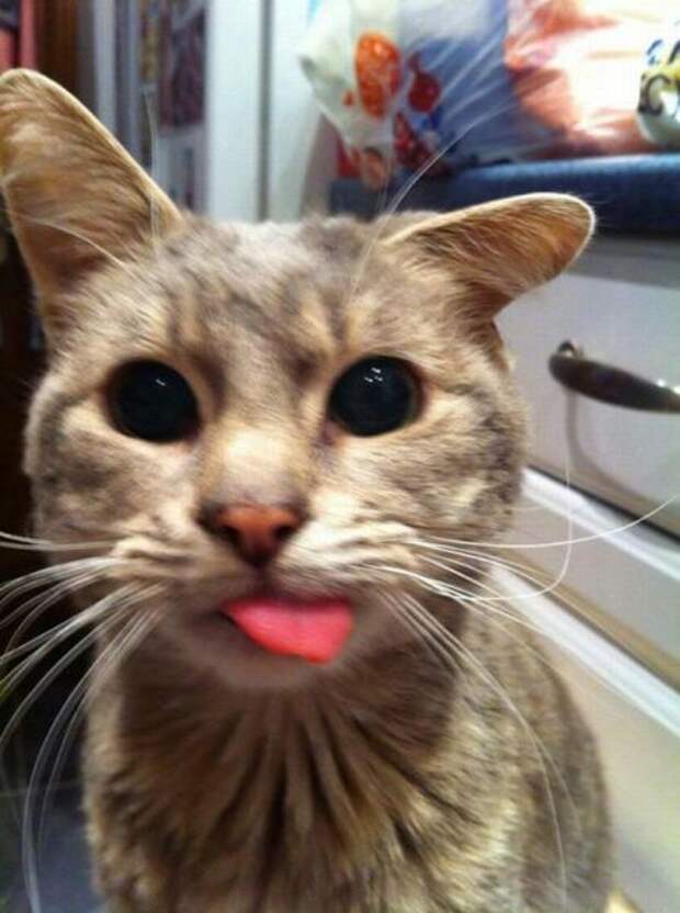 Мотиваторы