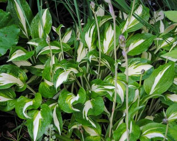 Хоста волнистая среднепестролистная (hosta undulata mediovariega)21